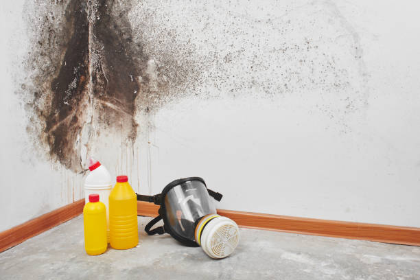 Best Fast Mold Removal  in Four Cners, OR
