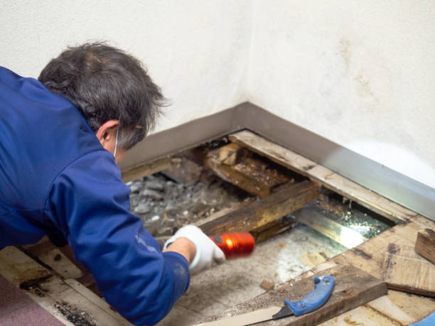 Best Toxic Mold Removal  in Four Cners, OR