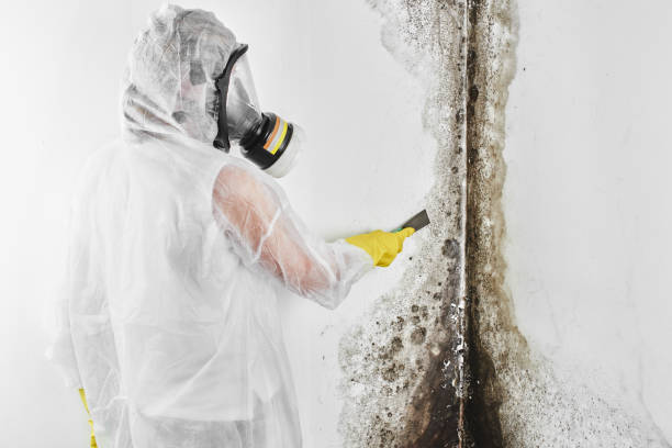 Best Best Mold Removal Companies  in Four Cners, OR