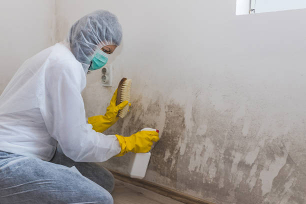 Mold Removal Process in Four Corners, OR