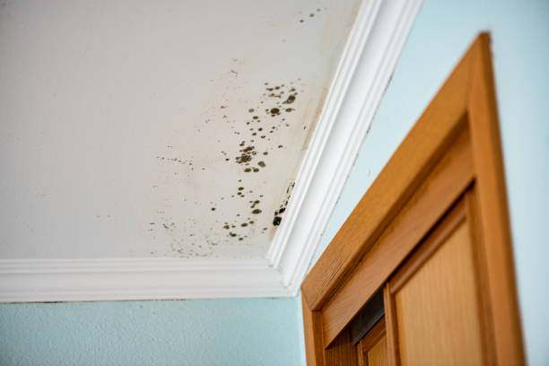 Best Professional Mold Removal  in Four Cners, OR