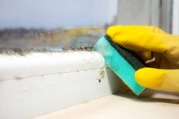 Best Commercial Mold Removal  in Four Cners, OR