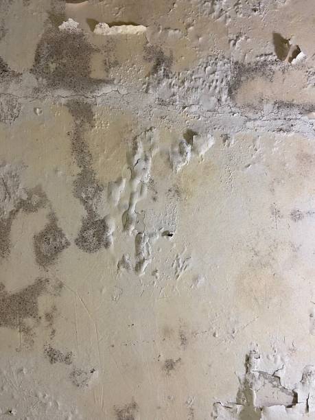 Best Office Mold Removal Services  in Four Cners, OR