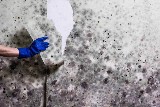 Trusted Four Corners, OR Mold Removal Experts