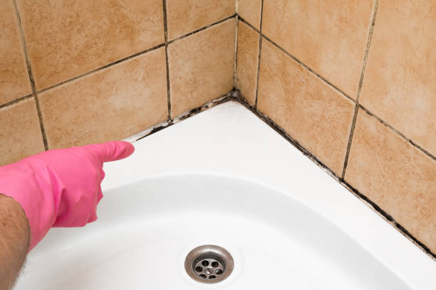 Certified Mold Removal in Four Corners, OR